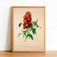 Wallflower - Vintage Flower Poster - Erysimum Cheiranthus - Classic Posters