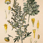 Wormwood - Vintage Flower Poster - Artemisia Absinthium - Classic Posters