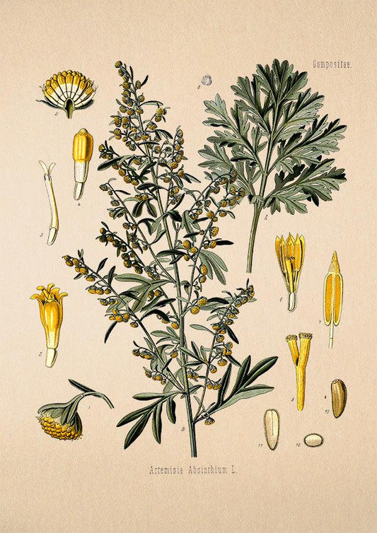 Wormwood - Vintage Flower Poster - Artemisia Absinthium - Classic Posters